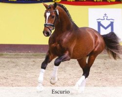 stallion Escurio (Oldenburg, 2014, from Escolar)