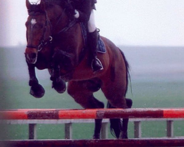 stallion Pauillac de Meia Lua (Belgian Warmblood, 1992, from Jalisco B)