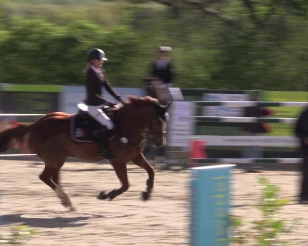 Reitturnier Langwedel - Hagen - Grinden 2019
