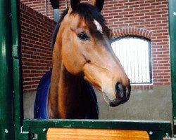 Springpferd Glock's Lausejunge (Westfale, 2007, von Ludwigs As)