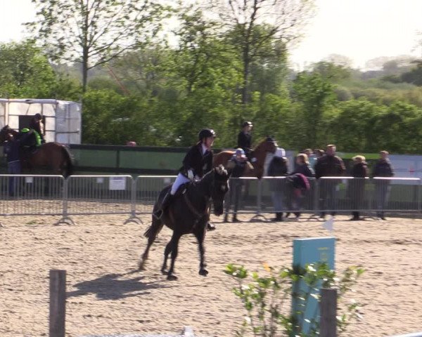 Reitturnier Langwedel - Hagen - Grinden 2019