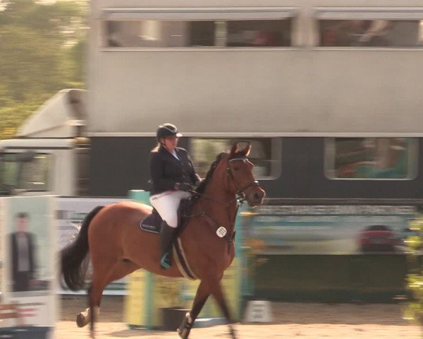 Reitturnier Langwedel - Hagen - Grinden 2019