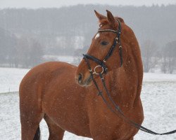 dressage horse Denali (Hanoverian, 2009, from Don Primus)