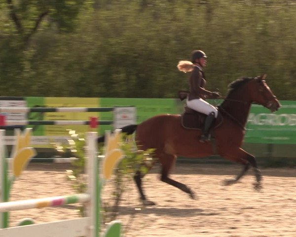 Reitturnier Langwedel - Hagen - Grinden 2019