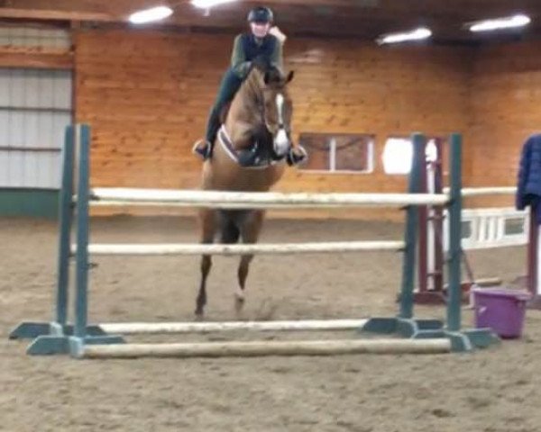 jumper Lake Placid 34 (Hanoverian, 2008, from Ludwig von Bayern 168 FIN)
