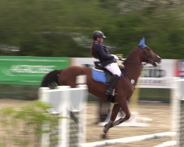 Reitturnier Langwedel - Hagen - Grinden 2019