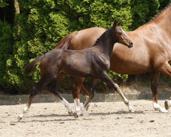horse Chocolate van Overis Z (Zangersheide riding horse, 2014, from Chellsini Z)