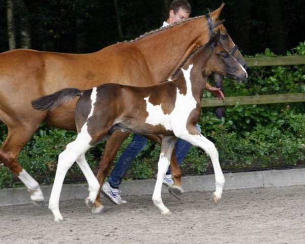 Pferd Carte Blanche van Overis Z (Zangersheide Reitpferd, 2014, von Casper van Erpekom Z)