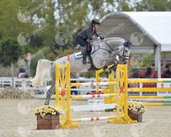 jumper Charlemagne Jt Z (Zangersheide riding horse, 2010, from Cachas)