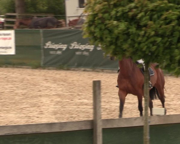Reitturnier Langwedel - Hagen - Grinden 2019