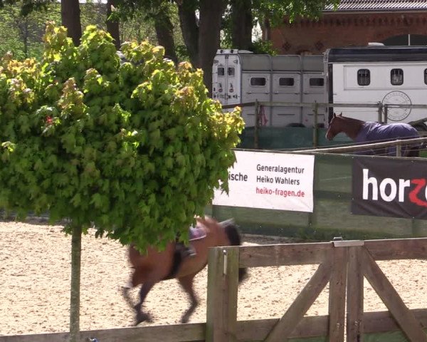 Reitturnier Langwedel - Hagen - Grinden 2019