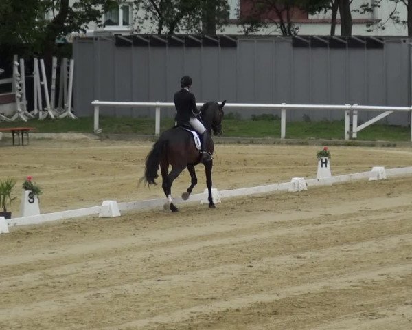 Reitturnier Wiesbaden-Erbenheim 2019