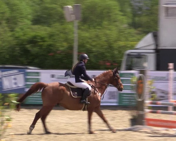 Reitturnier Langwedel - Hagen - Grinden 2019