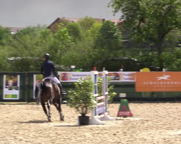 Reitturnier Langwedel - Hagen - Grinden 2019