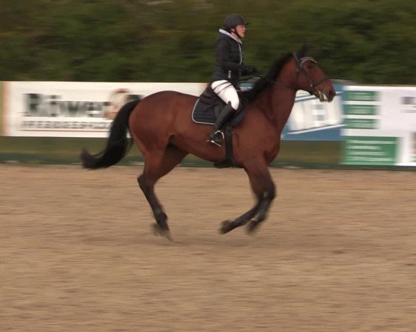 Reitturnier Langwedel - Hagen - Grinden 2019