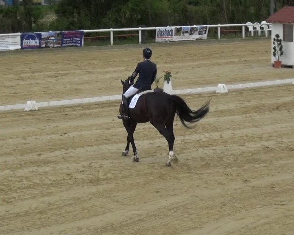 Reitturnier Wiesbaden-Erbenheim 2019