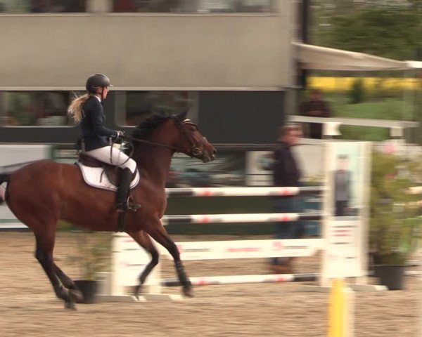 Reitturnier Langwedel - Hagen - Grinden 2019
