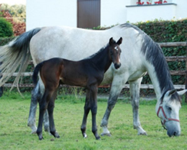 jumper Cognac Pp Z (Zangersheide riding horse, 2011, from Clarence C)