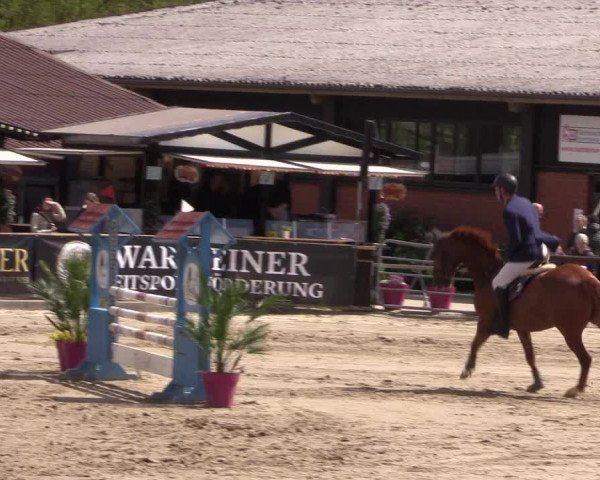 Reitturnier Havixbeck 2019