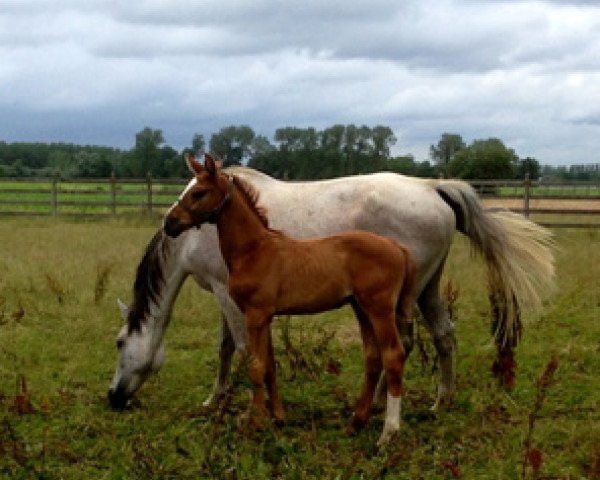 Pferd Kana PP Z (Zangersheide Reitpferd, 2016, von Kannan)