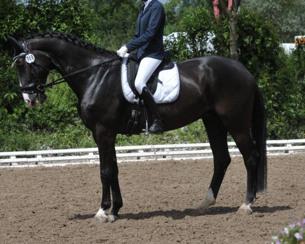 dressage horse Sirius Black (Hanoverian, 2009, from Sir Calypso)