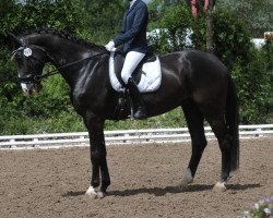 dressage horse Sirius Black (Hanoverian, 2009, from Sir Calypso)