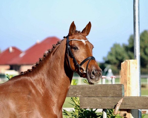 Springpferd Capri 112 (Oldenburger, 2012, von Cola Zero)