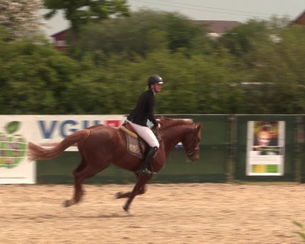 Reitturnier Langwedel - Hagen - Grinden 2019