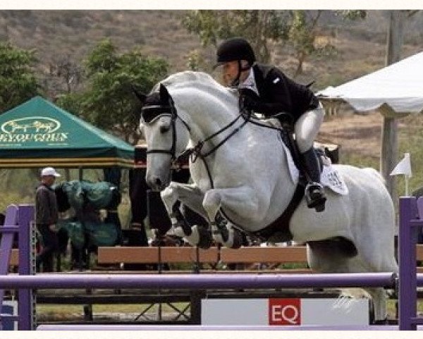stallion Salvatore (KWPN (Royal Dutch Sporthorse), 1999, from Cavalier)