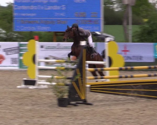 Reitturnier Langwedel - Hagen - Grinden 2019