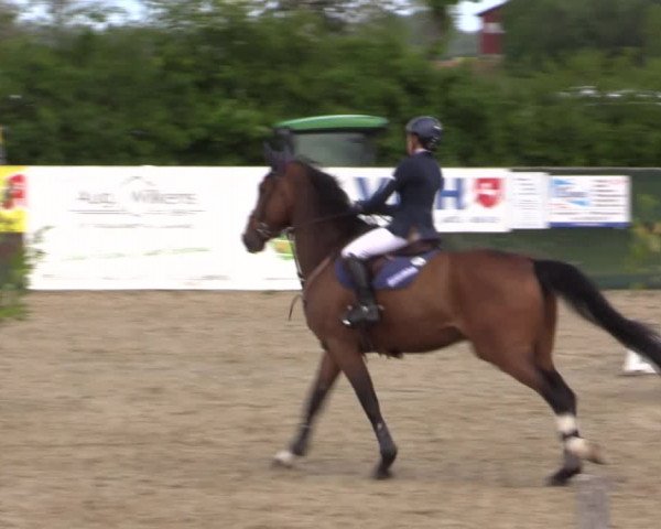 Reitturnier Langwedel - Hagen - Grinden 2019