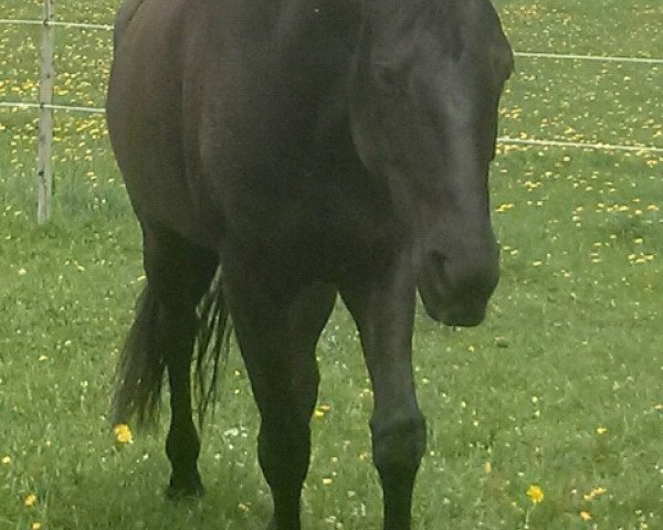 horse Delana (Hanoverian, 2010, from Don Frederico)