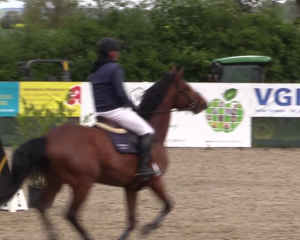 Reitturnier Langwedel - Hagen - Grinden 2019