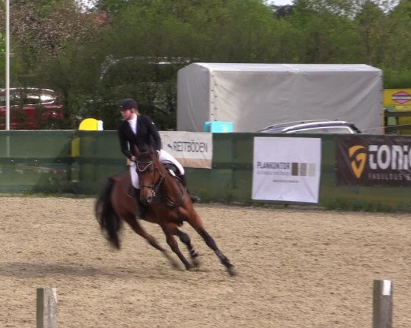 Reitturnier Langwedel - Hagen - Grinden 2019