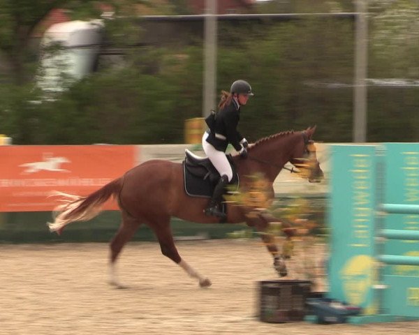 Reitturnier Langwedel - Hagen - Grinden 2019