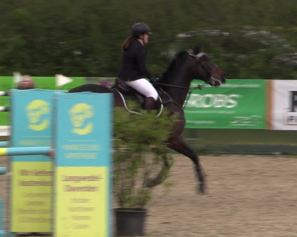 Reitturnier Langwedel - Hagen - Grinden 2019
