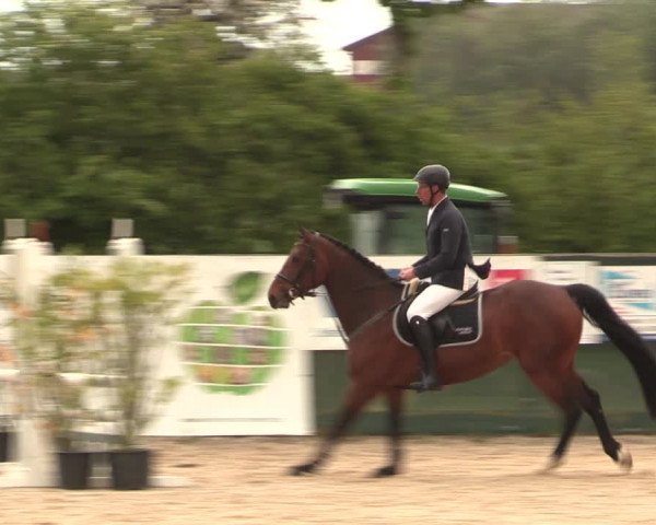 Reitturnier Langwedel - Hagen - Grinden 2019