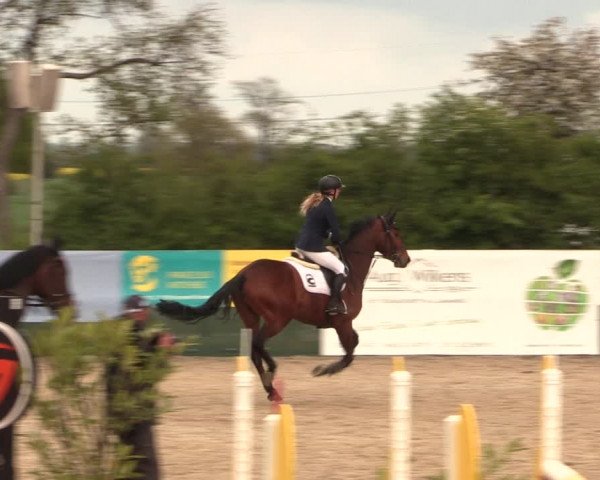 Reitturnier Langwedel - Hagen - Grinden 2019