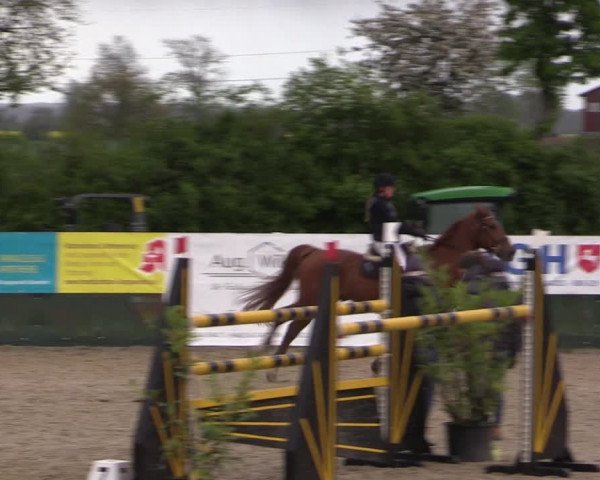 Reitturnier Langwedel - Hagen - Grinden 2019