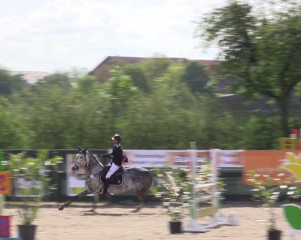 Reitturnier Langwedel - Hagen - Grinden 2019