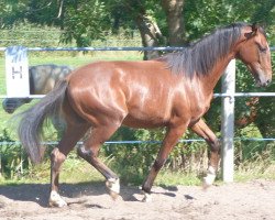 dressage horse Quickly (Hanoverian, 2013, from Quaterhall)