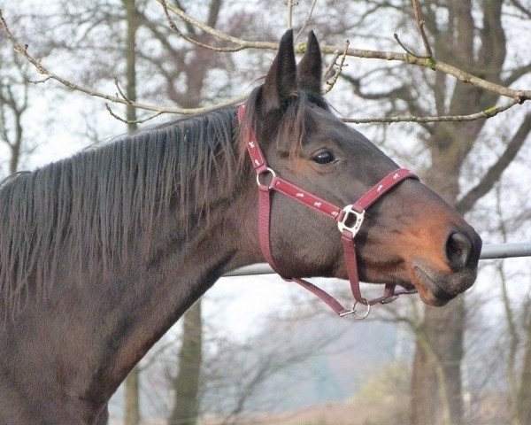 broodmare Dolly (Hanoverian, 2007, from Dancier) broodmare Dolly (Hanoverian, 2007, from Dancier)