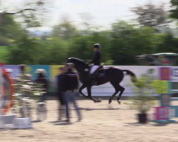 Reitturnier Langwedel - Hagen - Grinden 2019