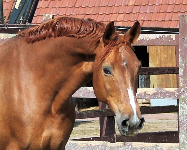 Zuchtstute Fleurelie (Westfale, 2004, von Florestan I)