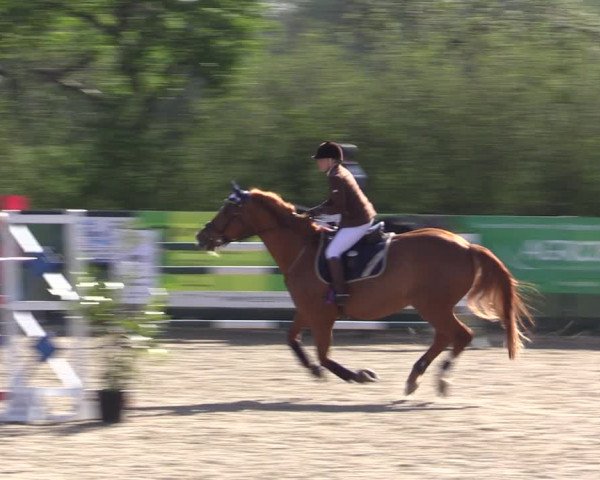 Reitturnier Langwedel - Hagen - Grinden 2019