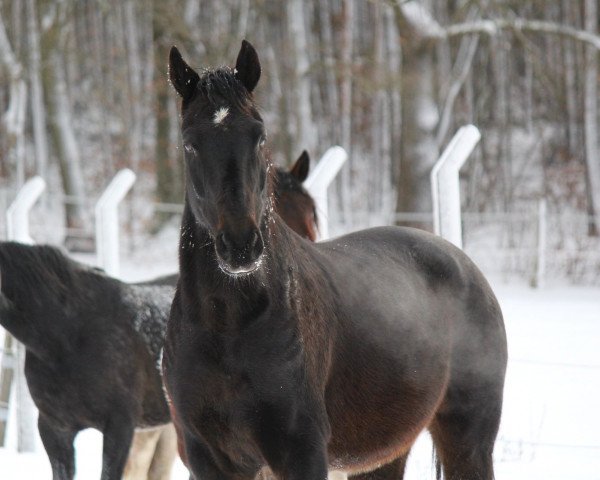 horse Djamiro (Westphalian, 2001, from Donnerschlag)