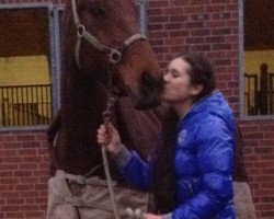 jumper Gardian du Mas d'Eole (Belgian Warmblood, 2006, from Pkz Contact van de Heffinck)