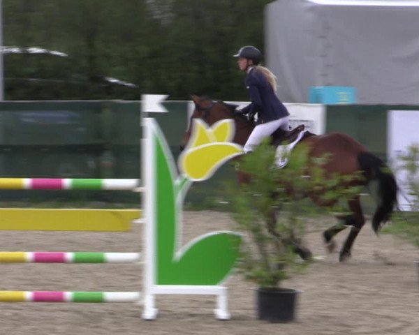 Reitturnier Langwedel - Hagen - Grinden 2019
