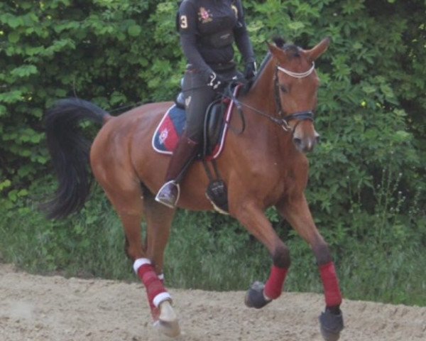 jumper a'Lee Junior KSH (Westphalian, 2011, from A Lee Spring Power)