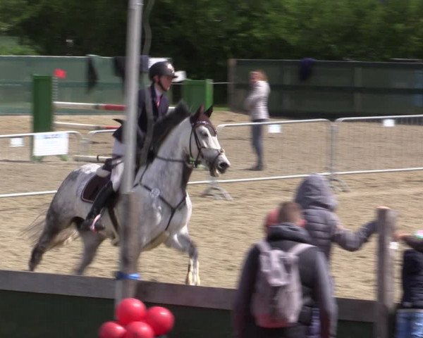 Reitturnier Langwedel - Hagen - Grinden 2019